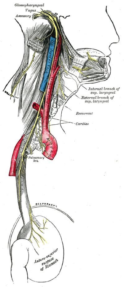 anterior aspect genitofemoral nerve; lateral border iliohypogastric, ilioinguinal, lateral femoral cutaneous and femoral nerves; medial border obturator nerve and lumbosacral. . Psoas muscle vagus nerve